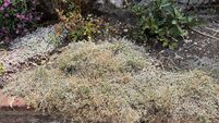 GARDENING Can you save your damaged scorched plants after summer?