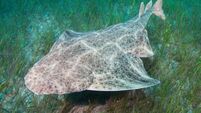 Angel Shark Alamy (must be credited, online only).jpg Common Angel Shark (Squatina squatina) swimming over sea grass.