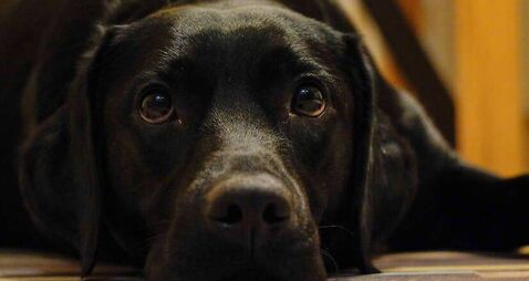 DogSadAtHomeB.jpg Judge replaces five-year dog ban with lifetime ban after Cork court hears animal had broken leg for days