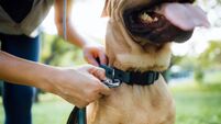 iStock-1487876446.jpg Close up of a female pet owner putting a harness on her pet dog, buckles the strap outdoor in park, getting ready for a walk