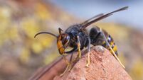 iStock-2183148164.jpg Asian hornet from Catalonia - portrait
