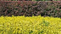 iStock-171152626.jpg Hornbeam,berberis and golden privet hedges.