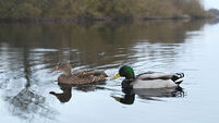 DENIS lee 1 Public meeting to focus on quality of river water across East Cork