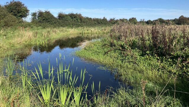 <p>Gas Networks Ireland engages in a range of initiatives to protect and promote biodiversity in all its projects, like this pond near Gas Networks Ireland’s AGI in Baldrumman, Co Dublin.</p> <p>Gas Networks Ireland engages in a range of initiatives to protect and promote biodiversity in all its projects, like this pond near Gas Networks Ireland’s AGI in Baldrumman, Co Dublin.</p>