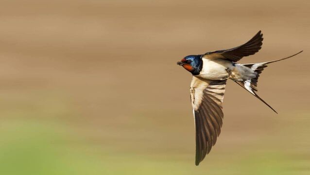 <p>Growing up at home, the coming and going of the swallows, all the way from Africa, was closely monitored and remarked upon, says Julie. </p> <p>Growing up at home, the coming and going of the swallows, all the way from Africa, was closely monitored and remarked upon, says Julie. </p>