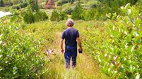 ECHO FEATURES Aronia Steve on the farm.jpg Cork's answer to açaí...the purple superfood being grown on our doorstep