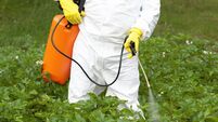 iStock-1146896346.jpg Herbicide spraying. Non-organic vegetables.
