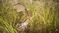 DPDR1A Woman lying in long grass reading book