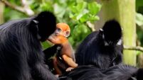 langur.jpeg Bright orange baby langur monkey born in Cork's Fota Wildlife Park