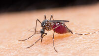 44907569 Malaria drug research