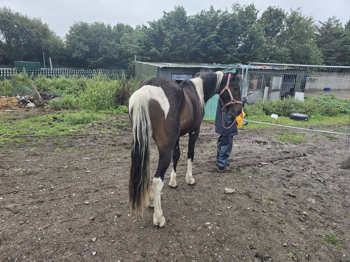 The NSPCA seized 10 dogs, one pony and one horse during the operation. The NSPCA seized 10 dogs, one pony and one horse during the operation.