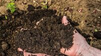 iStock-825680966.jpg Soil in senior Women's hands.