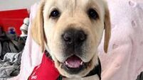 John Dolan: What a newshound... meet the assistance dog called ‘Echo’! John Dolan: What a newshound... meet the assistance dog called ‘Echo’!