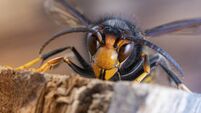 iStock-1444146655.jpg Asian hornet from Catalonia - portrait