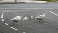 DENIS geese at the lough 3 Letter to the Editor: Motorists - beware of geese near the Lough