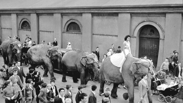 <p>Elephants from Chipperfield’s Circus are led along Albert Road to Kennedy Park on August 1, 1955 - readers recall trips to the circus in today’s Throwback Thursday</p> <p>Elephants from Chipperfield’s Circus are led along Albert Road to Kennedy Park on August 1, 1955 - readers recall trips to the circus in today’s Throwback Thursday</p>