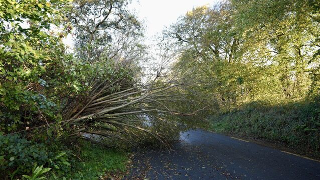 <p>A tree down on Bothar Glas, near Carrigaline, after Storm Austen. Picture: Noel Sweeney</p> <p>A tree down on Bothar Glas, near Carrigaline, after Storm Austen. Picture: Noel Sweeney</p>