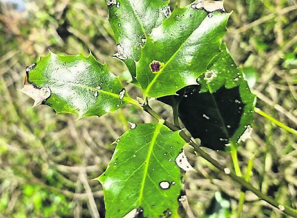 Visible signs of holly leaf blight are the brown patches that develop on the leaves, eventually killing the leaf and stem Visible signs of holly leaf blight are the brown patches that develop on the leaves, eventually killing the leaf and stem