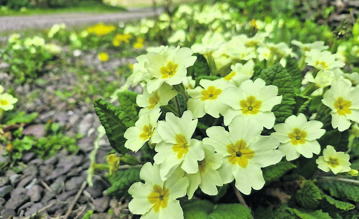 Primula vulgaris, or primrose, looking resplendent in the spring sunshine Primula vulgaris, or primrose, looking resplendent in the spring sunshine