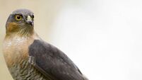 iStock-173823784.jpg Sparrowhawk (Accipiter nisus)